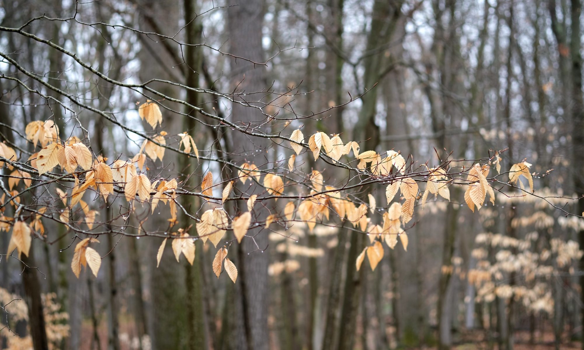 Wet brown leaves clinging to a bare branch in early spring.