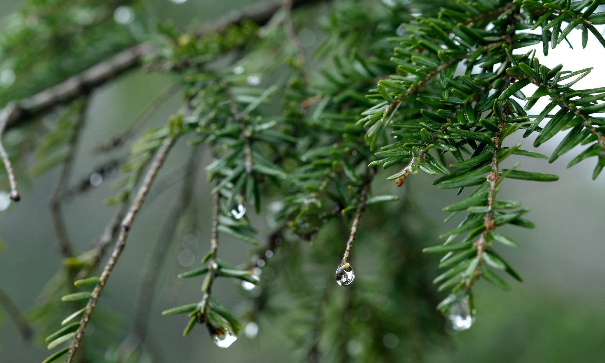 Close up of droplets of water clinging to pine needles.