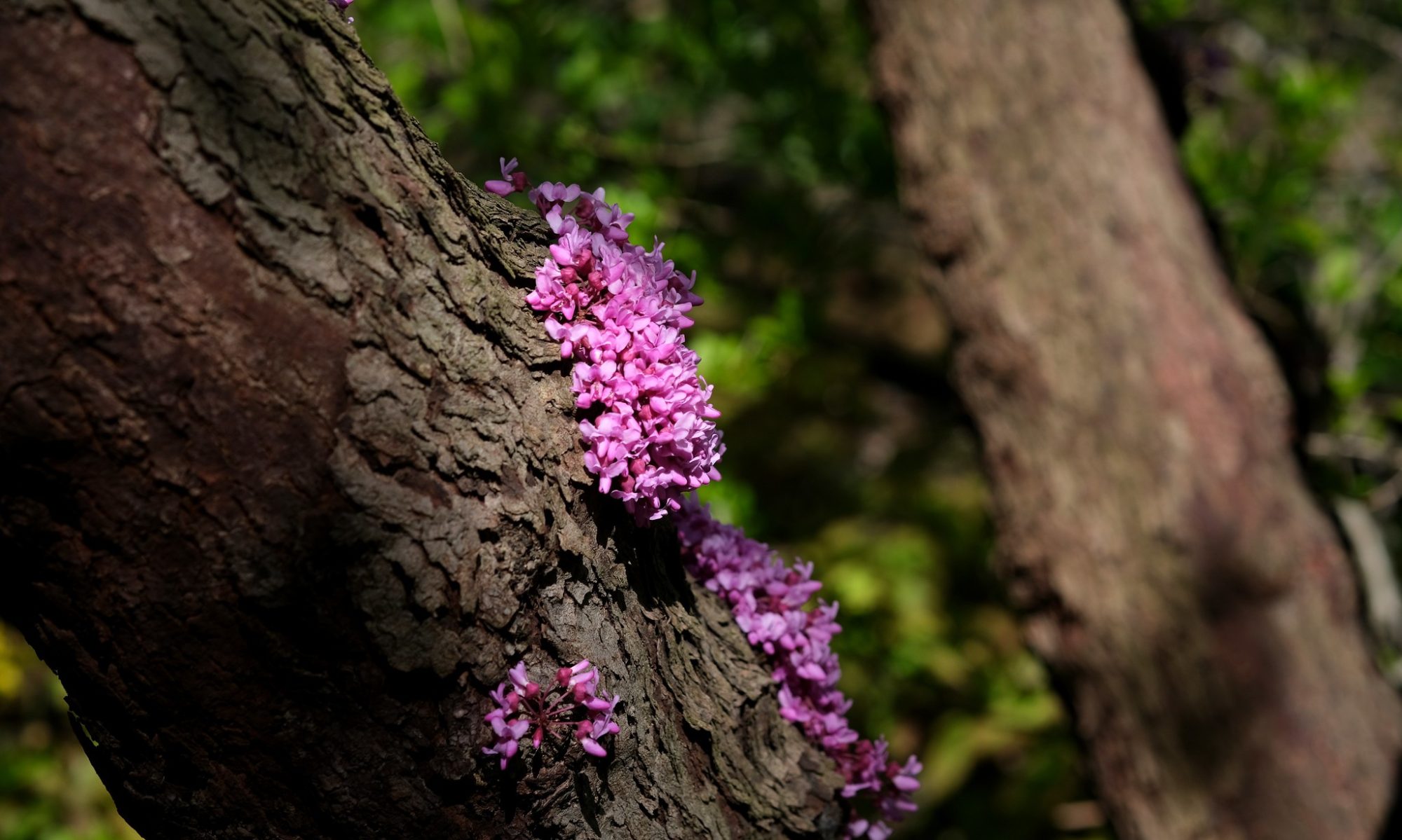 Small pink flowers growing on the trunk of a tree in a cluster.