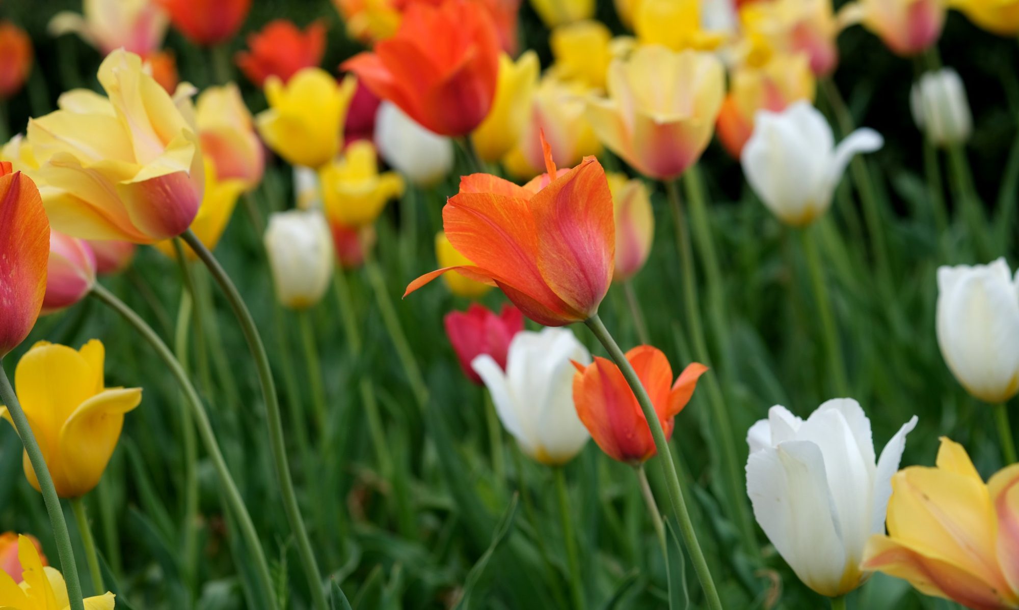 A field of tulips at close range.