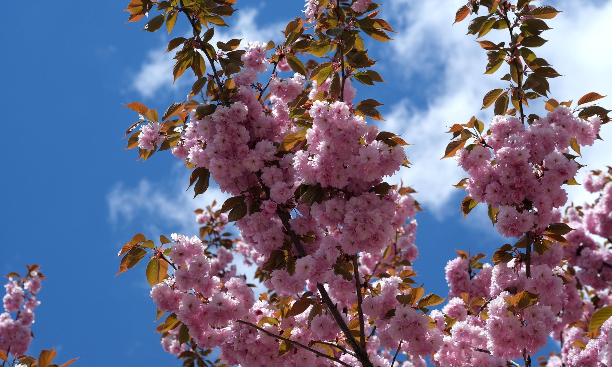 Several branches loaded with cherry blossoms outlined against a blue sky.