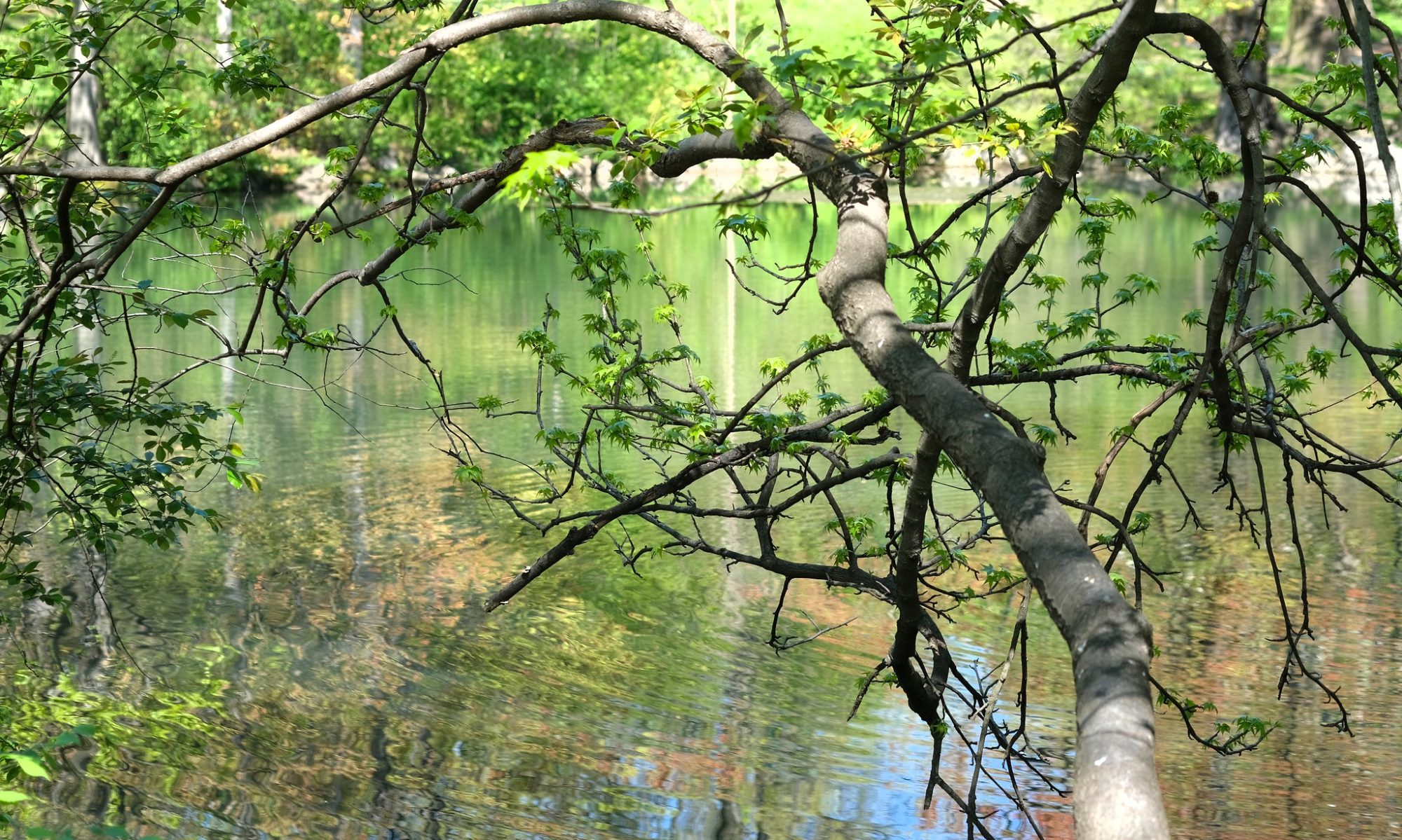 A branch of a tree overhanging a clear pond reflecting the green back up.