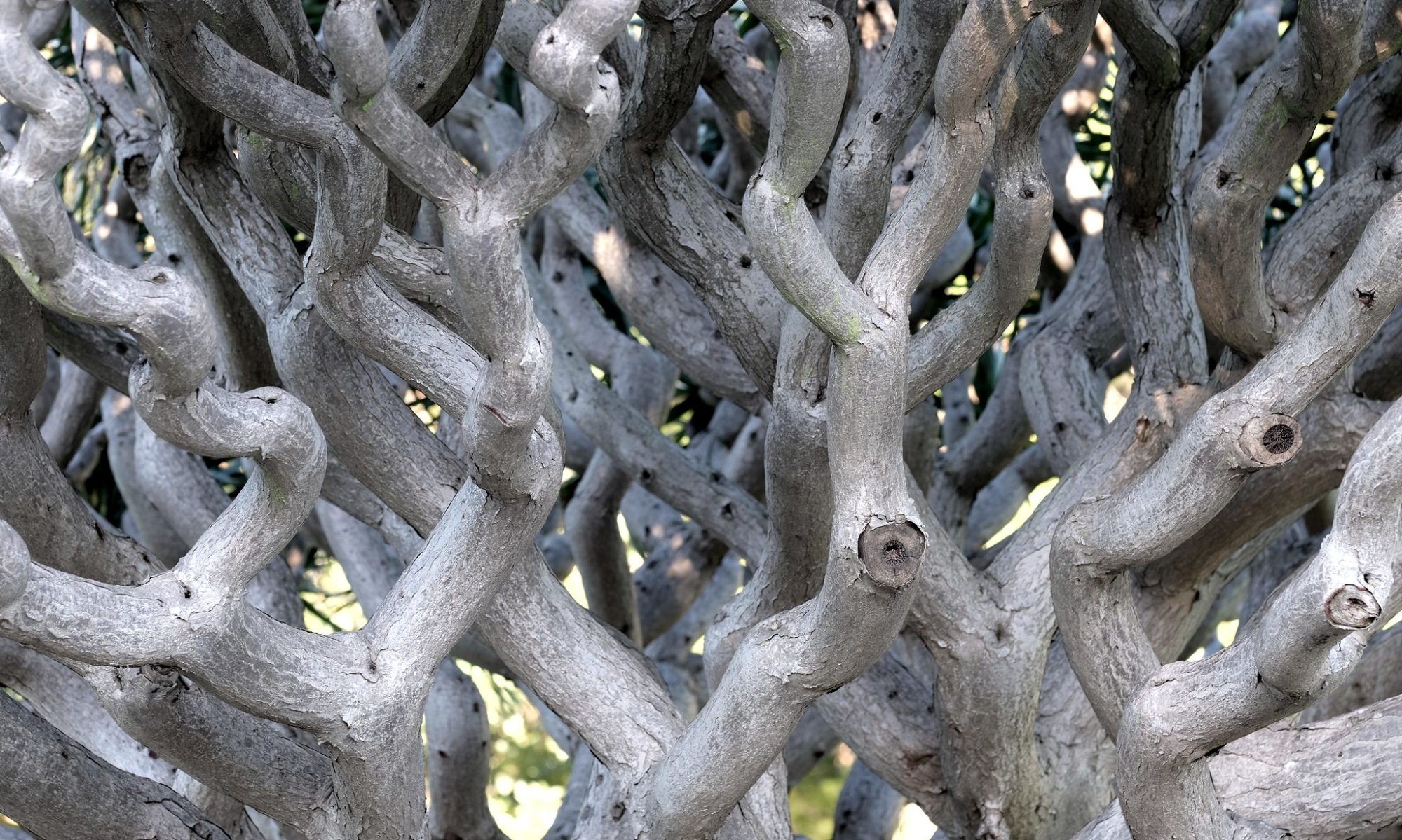 Close up of the twisted branches of a dragon tree.