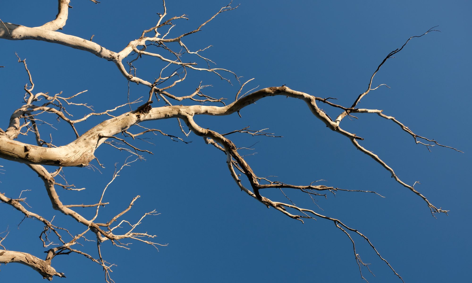 A dead and leafless eucylyptus branch outlined against a blue sky.