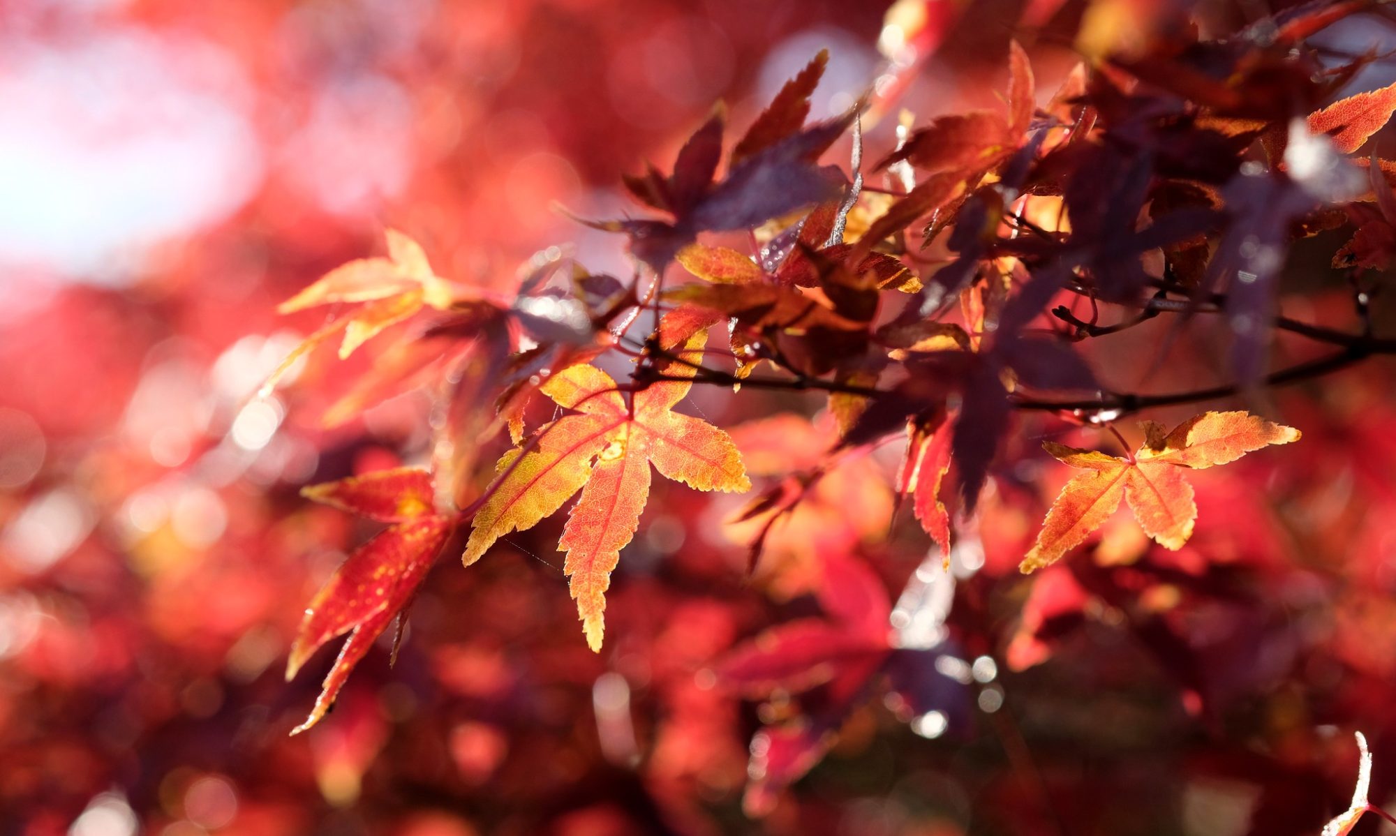 Close up of the firey red leaves of a Japanese maple lit up by sunlight.