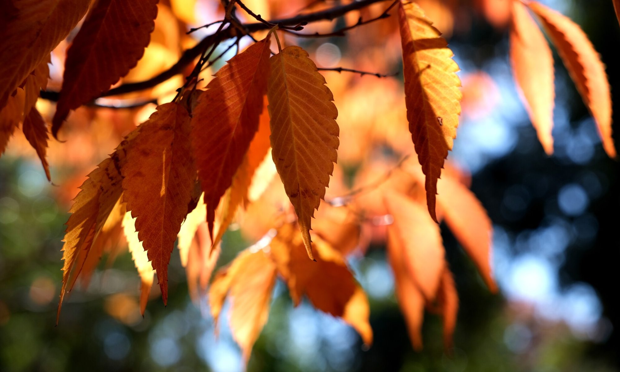 Backlit autumn leaves