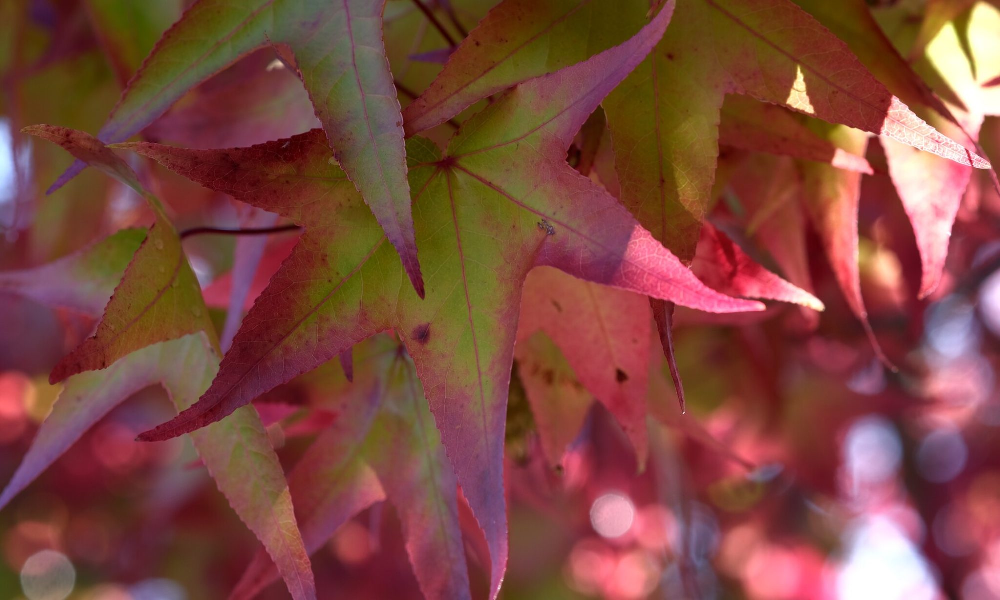 Red and green sweetgum leaves in autumn