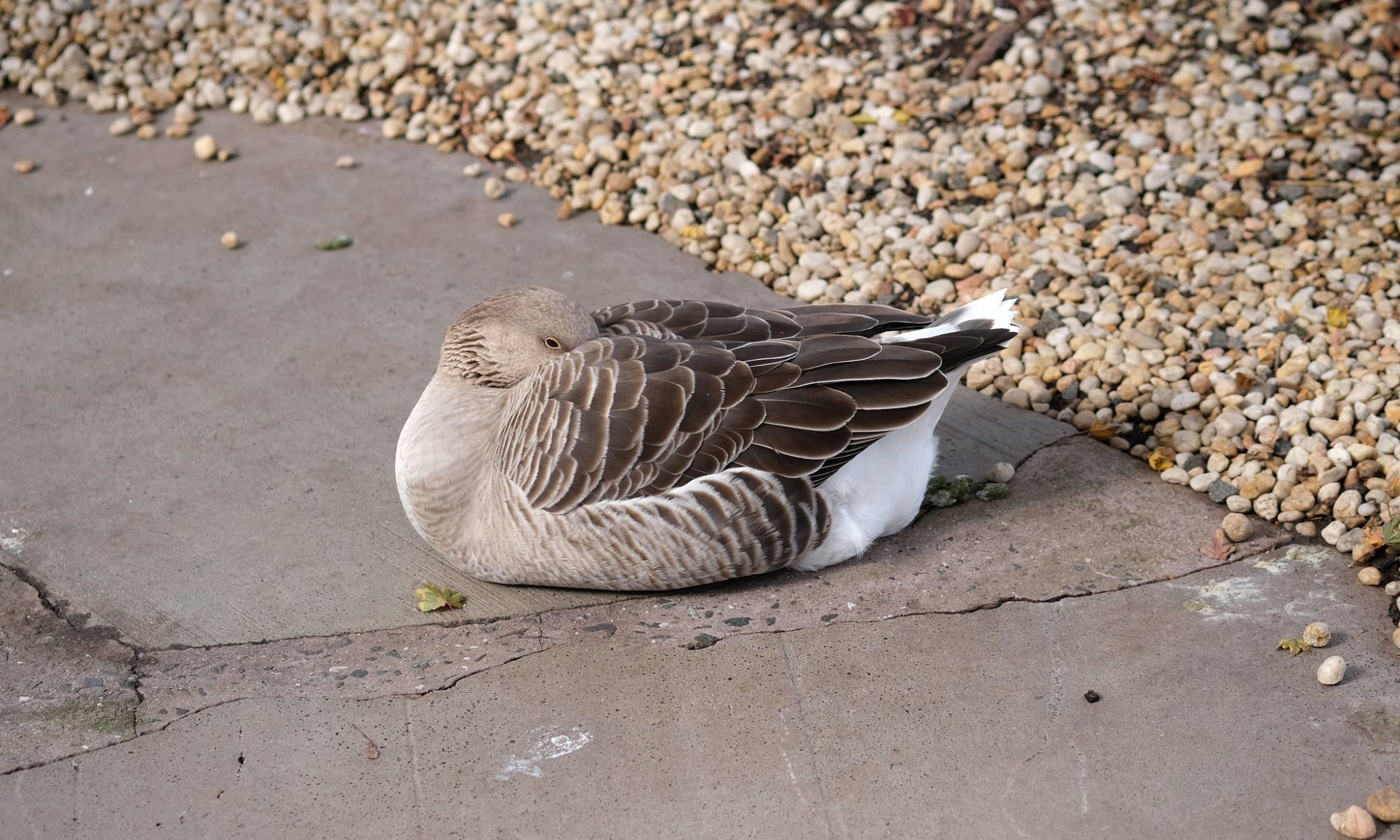 A goose with its beak tucked under its wing