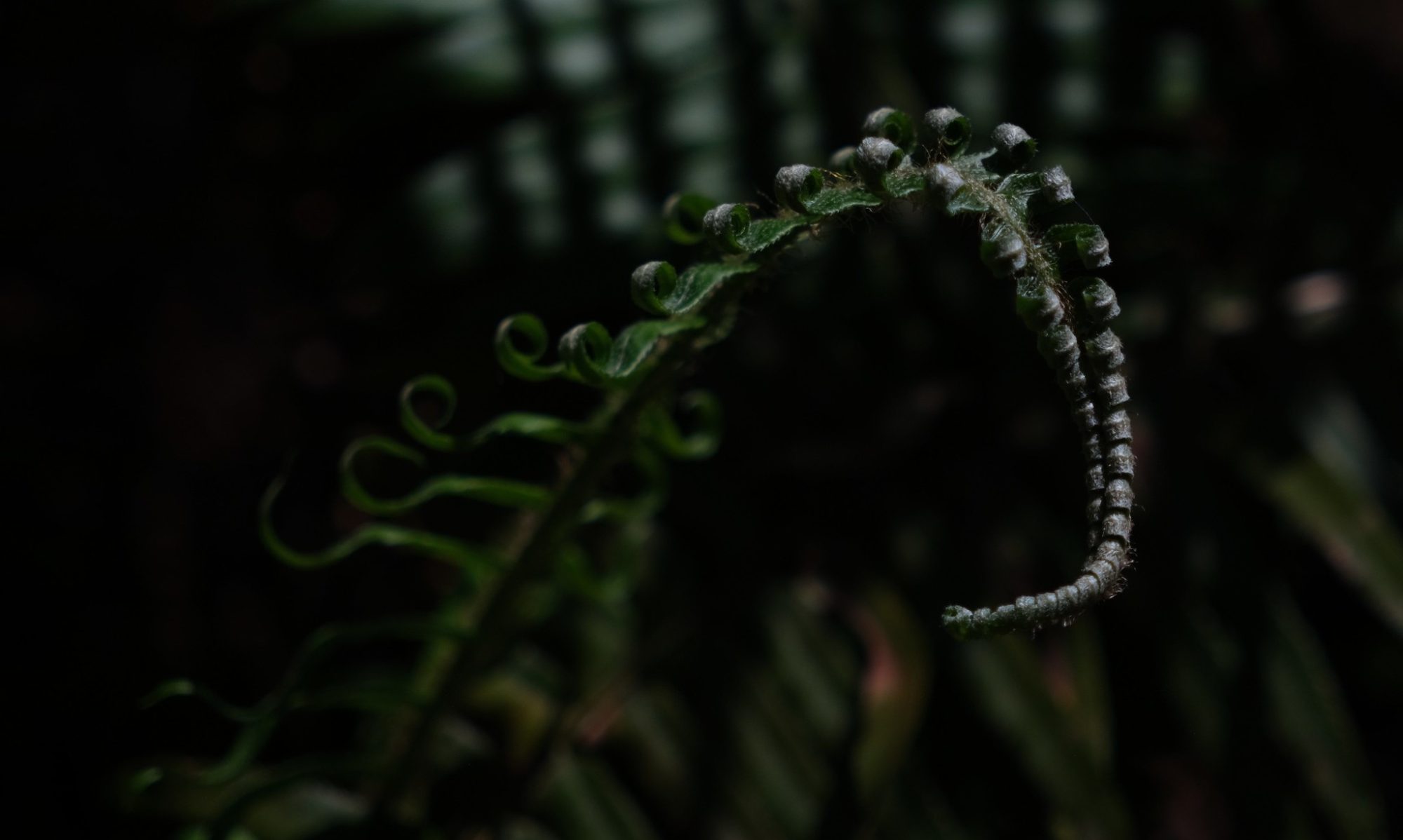 Curled fern leaf in dim light