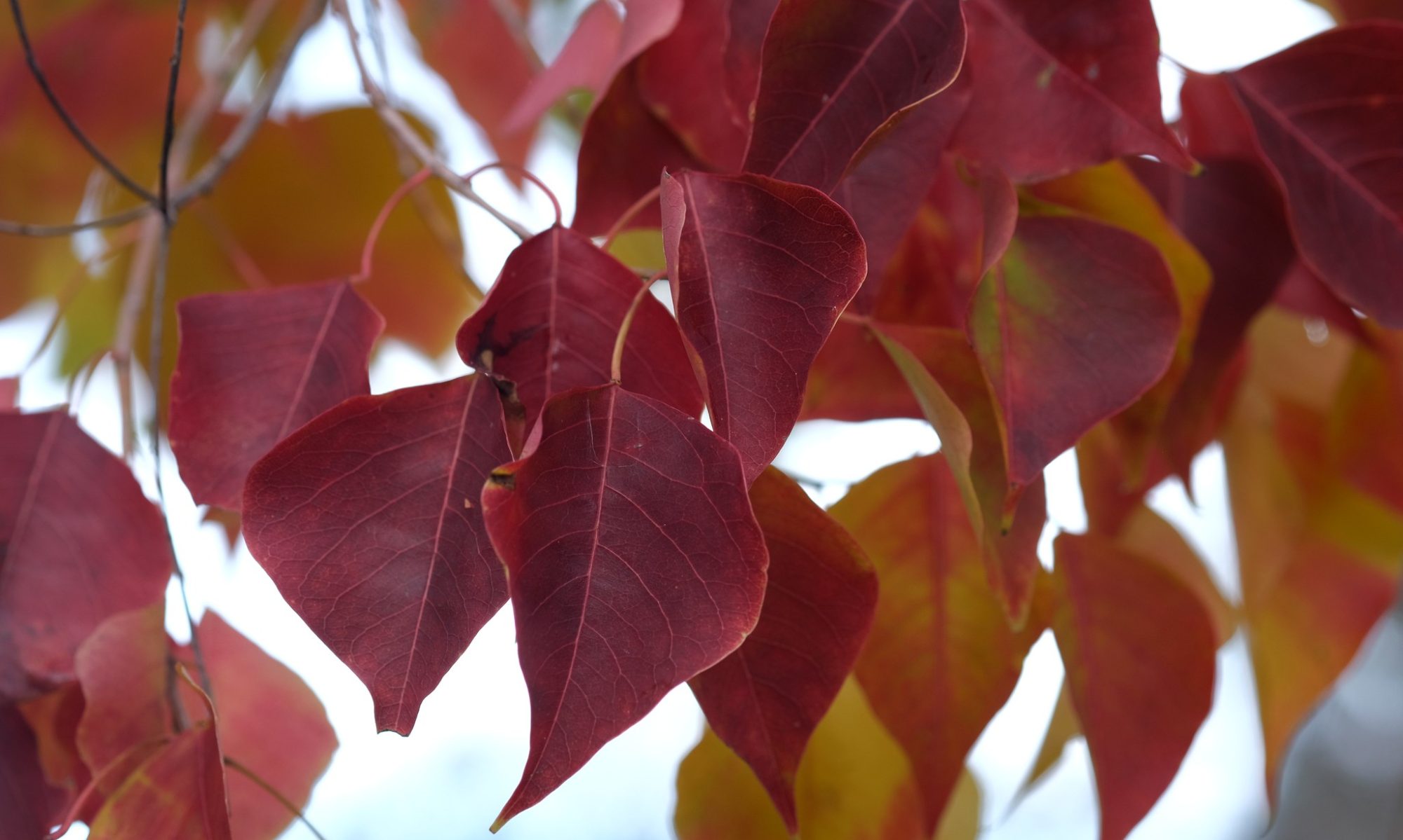 Dark red autumn ornamental pear leaves