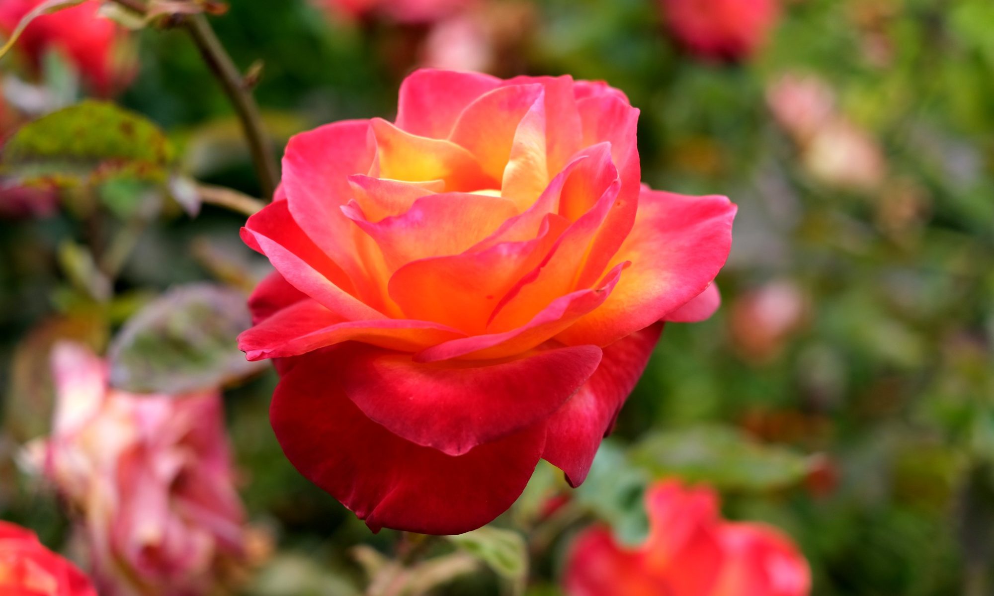 Vivid red and yellow rose