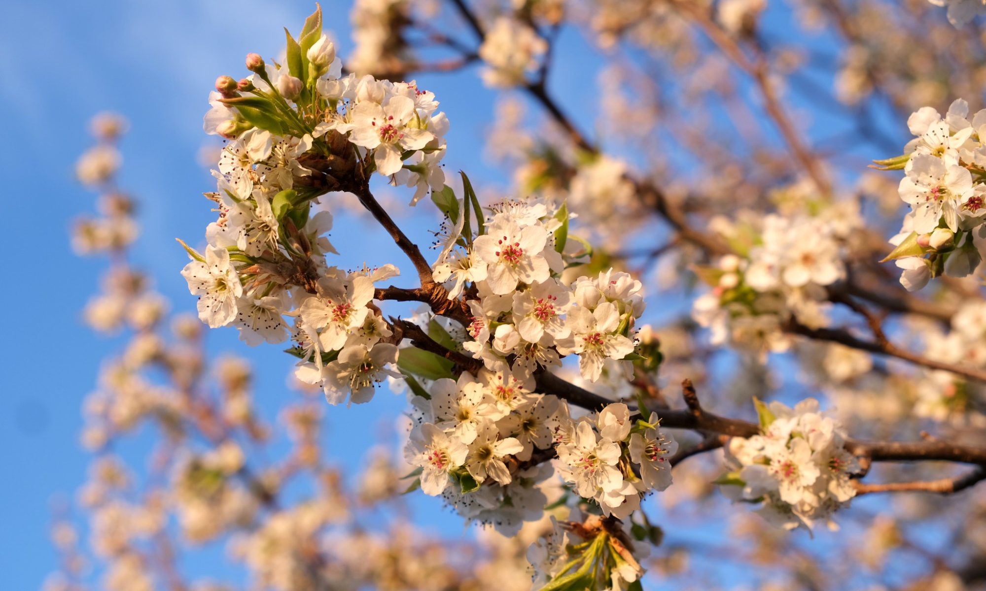 Spring blossoms against the sky